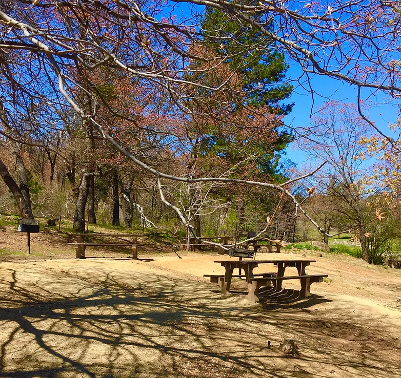 Picnic tables, benches, and a grill under leafless trees in a park. Bright, sunny day with shadows on the ground.