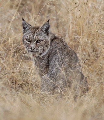 A bobcat sitting in dry grass, looking intently at the camera.