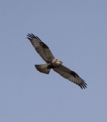 A bird of prey soaring in the sky with wings spread wide.