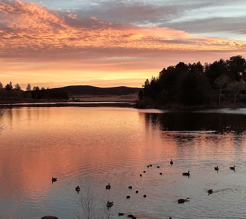 A serene lake at sunset with orange skies, silhouetted trees, and ducks swimming.