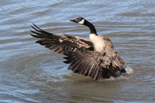 A Canadian goose flapping its wings on water.