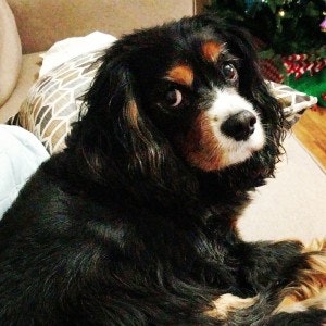 May contain: animal, canine, dog, mammal, pet, and cocker spaniel