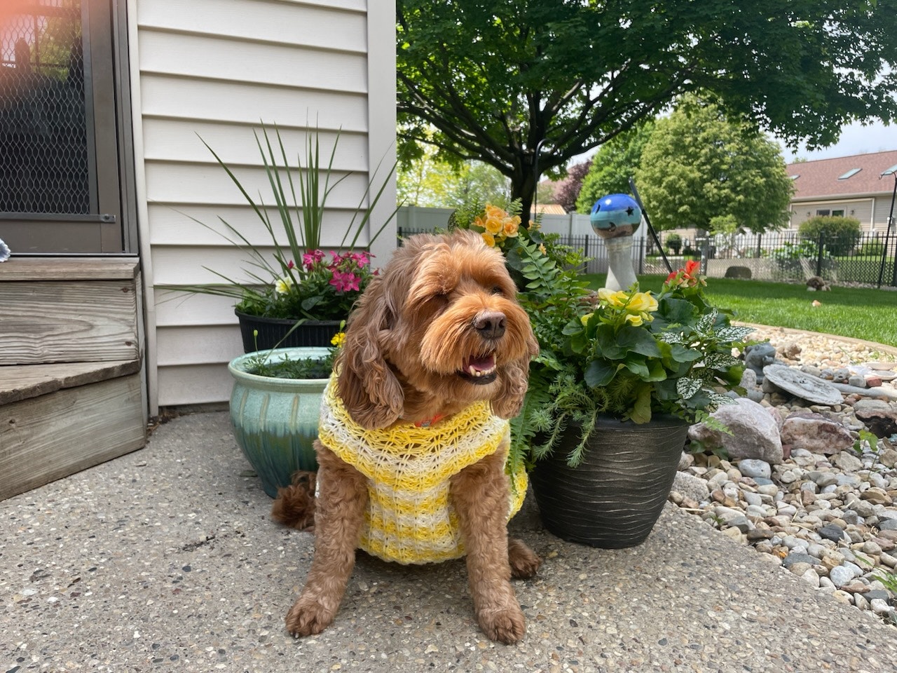 A brown dog wearing a yellow sweater sits by potted plants on a patio with a garden in the background.