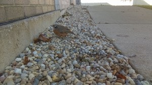 May contain: road, pebble, path, animal, bird, and quail