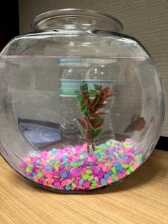 Puff, the Dragon Fish in a bowl