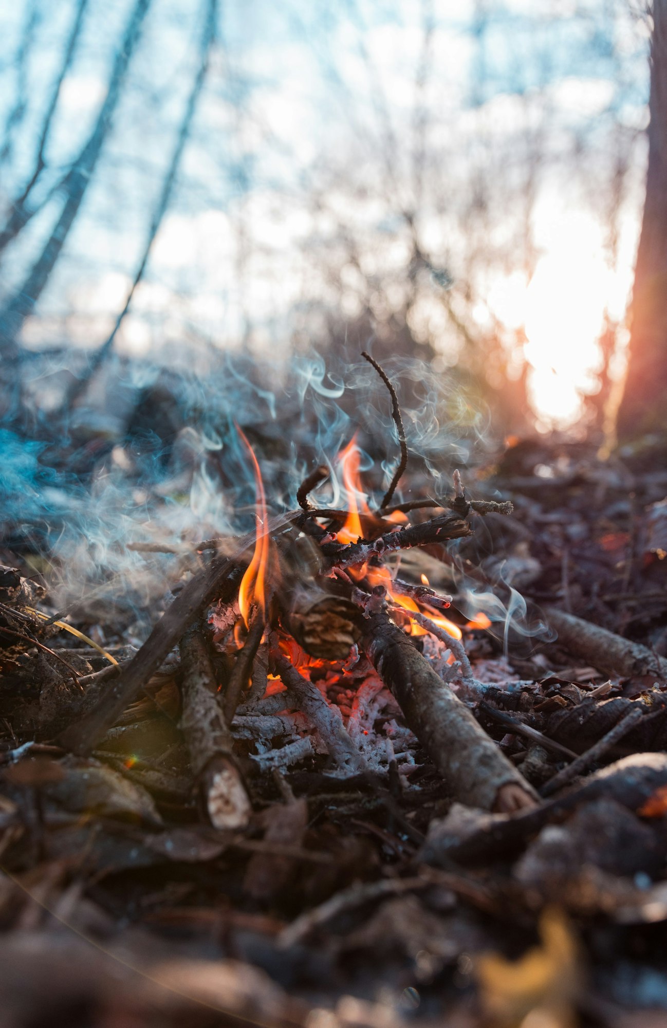 Trees on fire
