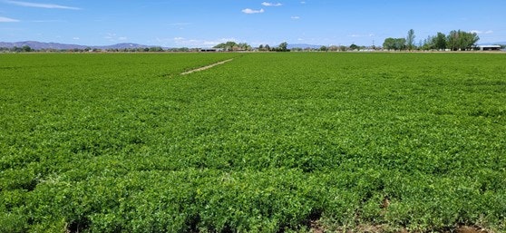 A wide expanse of green farmland under a clear blue sky with distant trees and mountains.