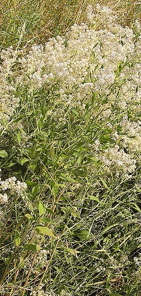 Wildflowers with white blossoms and green leaves.