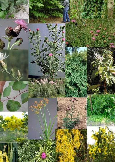 A collage of various plants, flowers, and foliage showcasing different species and types of vegetation.