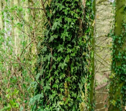The image shows a tree covered in lush green ivy in a forested area.
