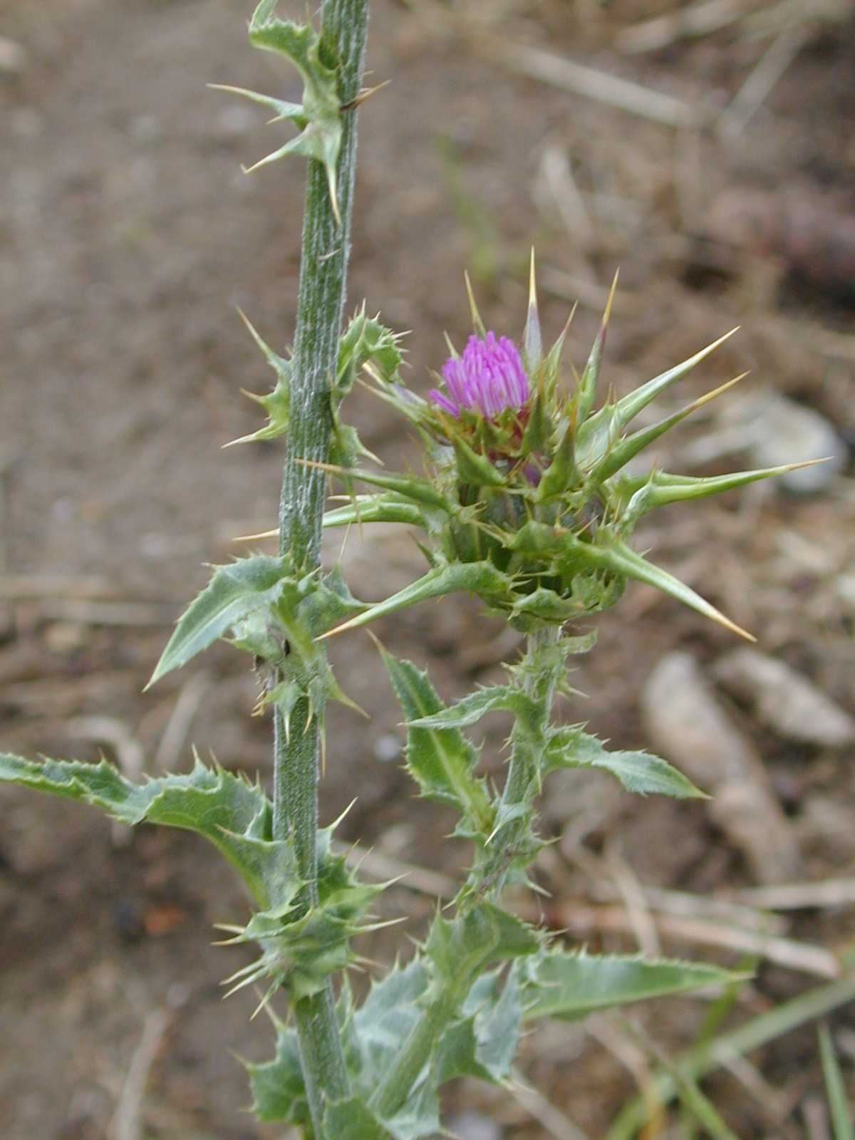 A spiky plant with green leaves and a small purple flower bud. It appears to be a thistle.