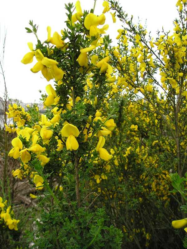 The image features vibrant yellow flowers on a bush, surrounded by green foliage, creating a lively natural scene.