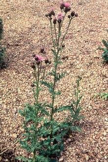 The image shows a green plant with slender stems and purplish-pink flowers growing on a gravel surface.