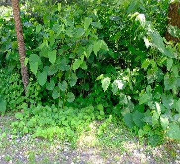 A dense cluster of green leaves and plants, including various shrubs and ground cover, in a natural outdoor setting.