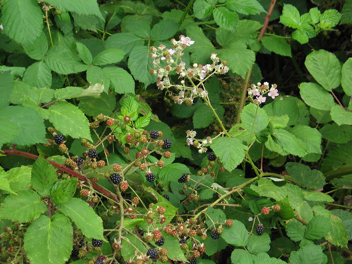 The image shows a green bramble plant with clusters of blackberries, pink flowers, and lush green leaves.