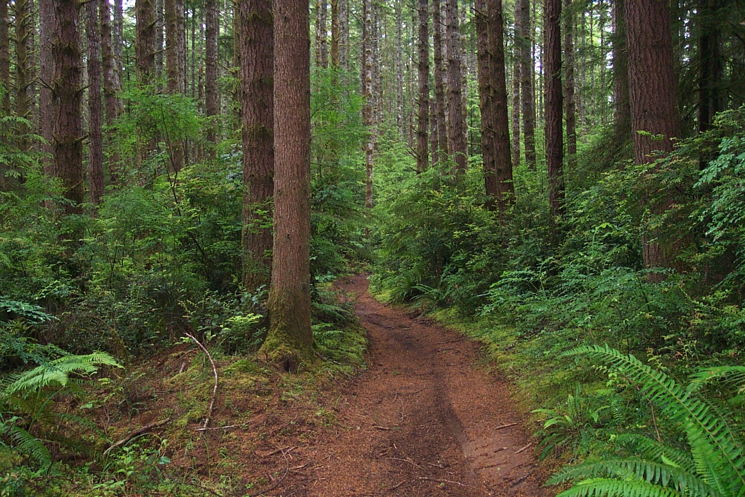 A winding dirt path through a lush, green forest with tall trees and dense underbrush.
