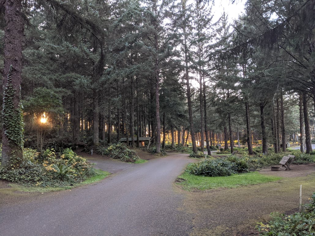 A serene forest scene with two winding paths, tall trees, and a hint of sunlight peeking through the foliage.