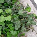 The image shows a cluster of green ivy plants, with various shades and shapes of leaves, growing near a pavement.