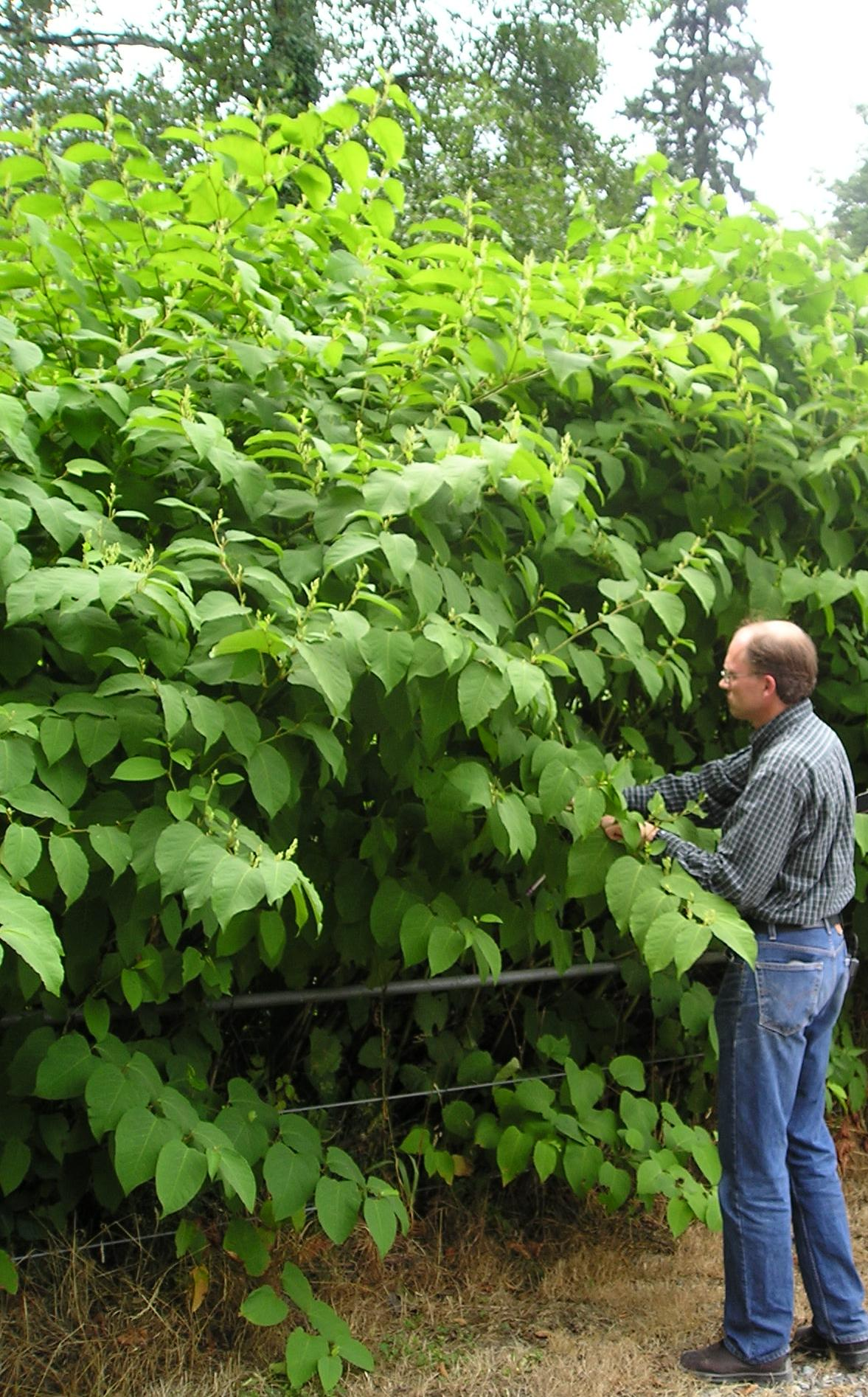 A person is tending to a dense, leafy shrub in a green outdoor setting.