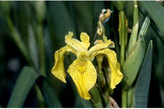 The image shows a yellow iris flower surrounded by green leaves. Its vibrant petals are distinctive and striking.