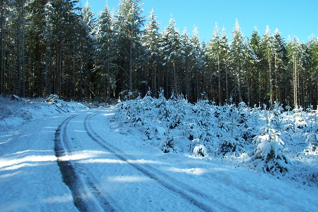 A snowy landscape with a winding road surrounded by tall evergreen trees under a clear blue sky.