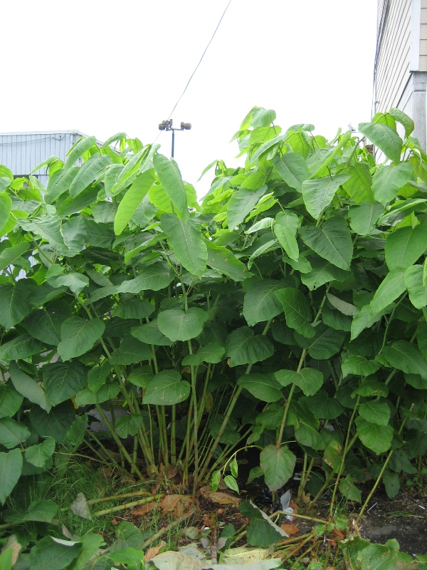 The image shows a dense growth of large green leaves, likely a type of plant or shrub, set against a cloudy sky.