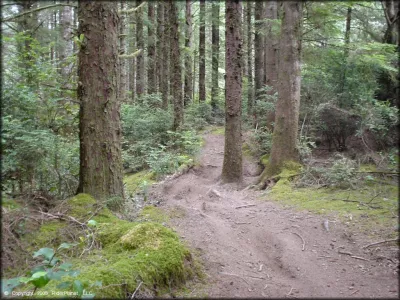 A wooded area with tall trees, a dirt path winding through, and lush greenery surrounding the scene.