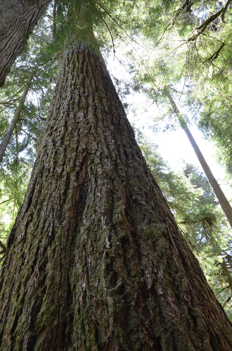 A tall tree trunk reaching upward among dense green foliage, with sunlight filtering through the leaves.