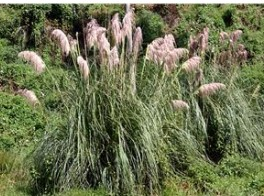 The image features tall, feathery plants, likely pampas grass, with long green stems and fluffy pinkish flower plumes.