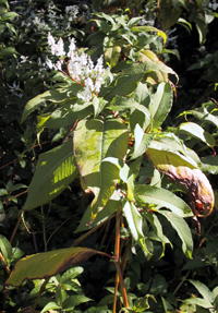 A leafy plant with large, green leaves and small white flowers, surrounded by other vegetation.