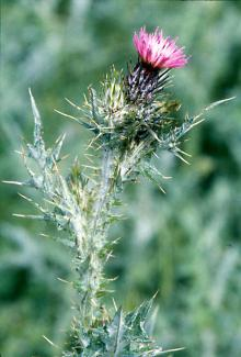 A spiky green plant with a striking pink flower at the top, set against a blurred green background.