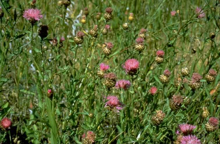 The image shows a field of flowering plants with pink blooms and green foliage, amidst a grassy background.