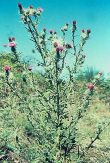 The image shows a tall, green thistle plant with spiky stems and pink blossom buds against a blue sky.