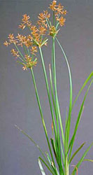 The image shows a cluster of tall stems with small yellow-orange flowers and green foliage against a plain background.