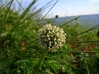 The image shows a cluster of small white flowering plants amidst green grass, set against a blurred background of sky and water.