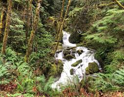 A tranquil forest scene featuring a flowing stream surrounded by lush green vegetation and moss-covered rocks.