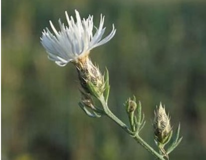 The image features a flowering plant with delicate white petals and green buds, set against a blurred natural background.