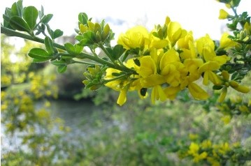 A close-up of yellow flowers on a green branch, set against a blurred natural background.