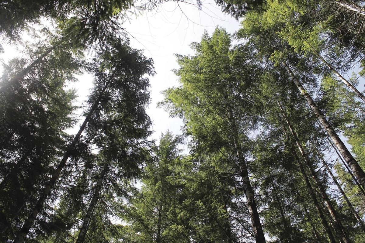 Looking up through tall, green trees towards a bright sky, creating a serene and natural atmosphere.