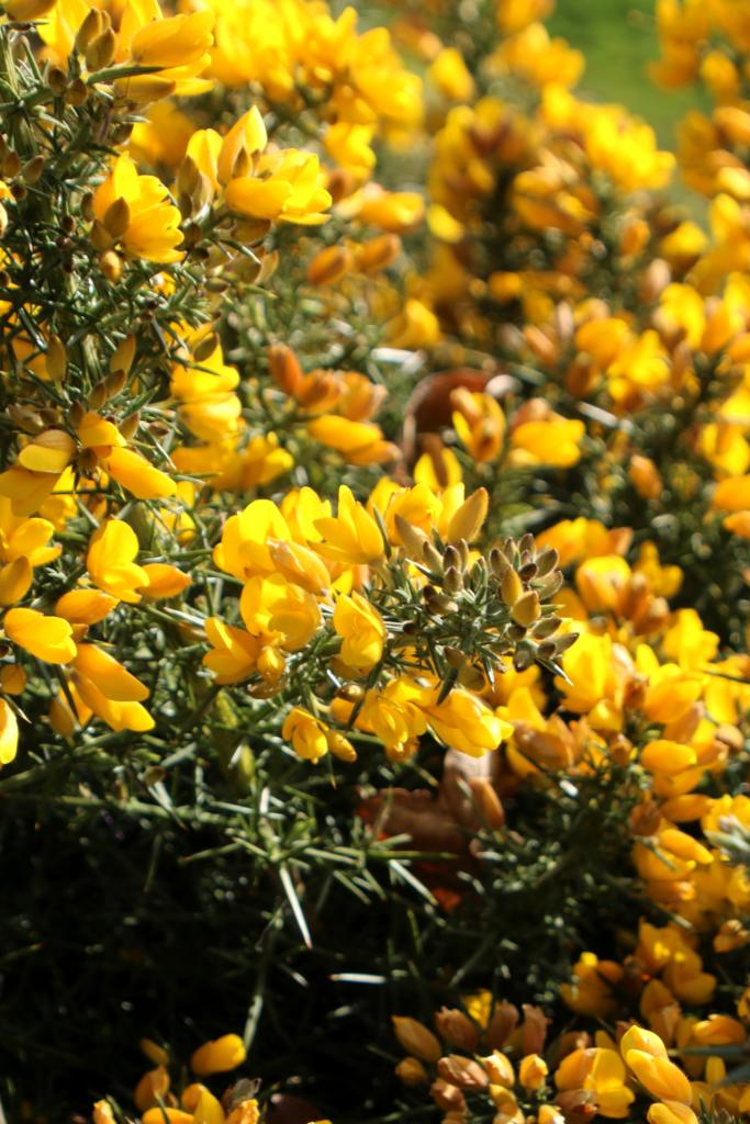 A vibrant cluster of yellow flowers with green foliage, radiating warmth and color in a natural setting.