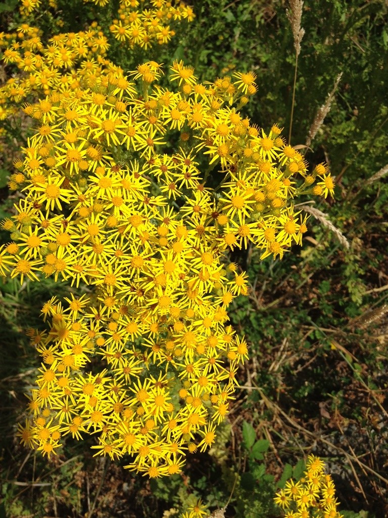 A cluster of bright yellow wildflowers, featuring numerous small, daisy-like petals, surrounded by green foliage.