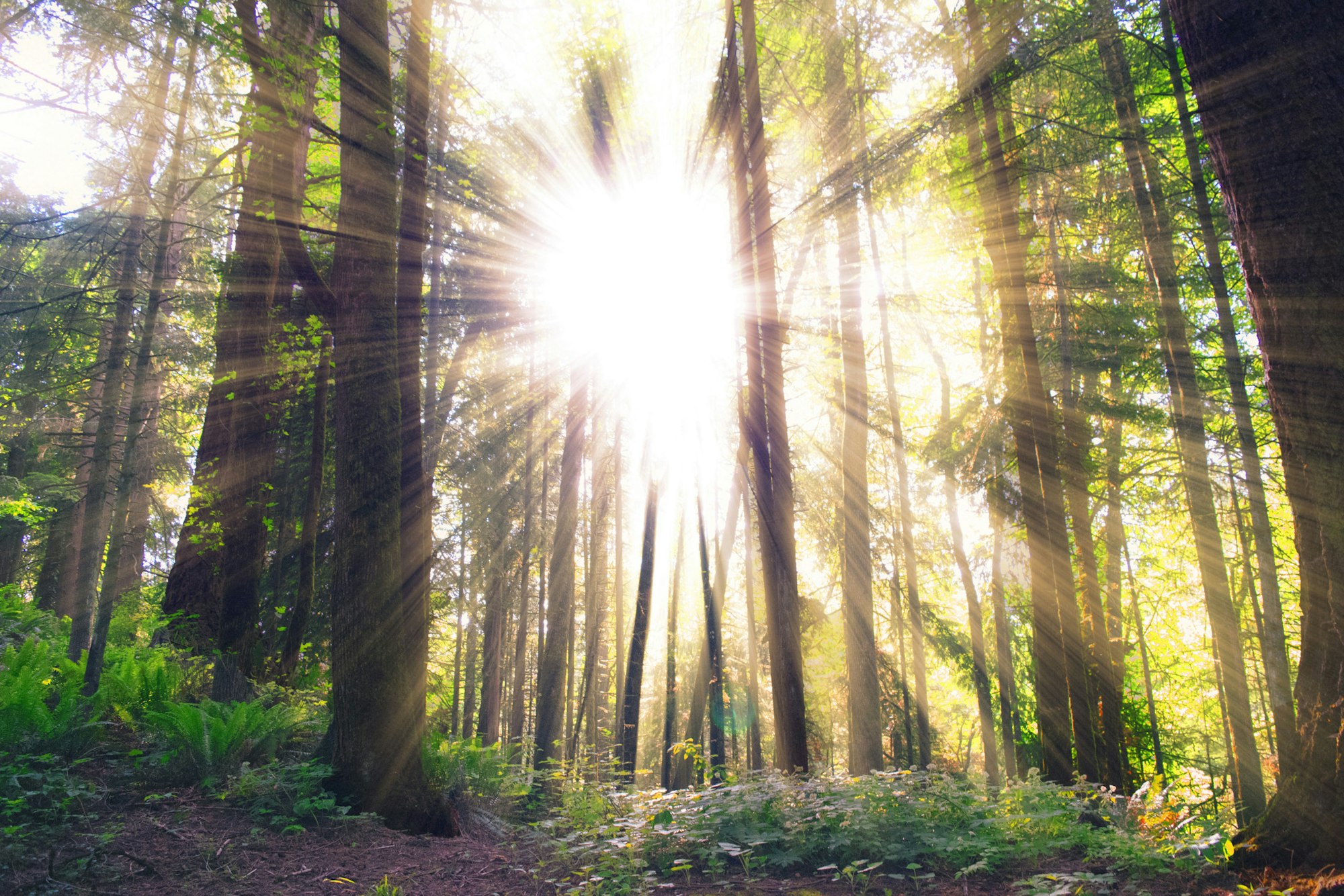 A sunbeam shines through tall trees in a lush forest, creating a serene and magical atmosphere with rays of light.