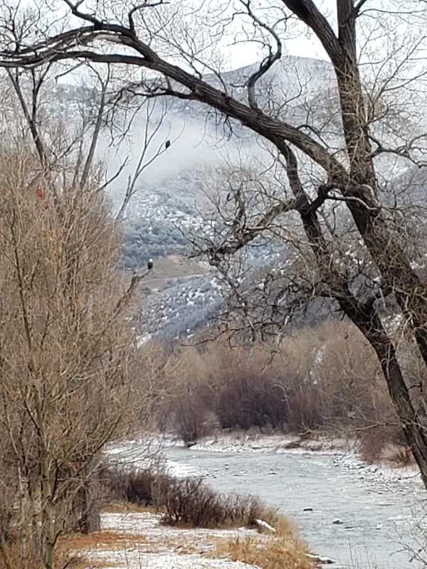 Trees, River, Rocks