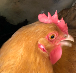 The image shows a close-up of a brown chicken with a red comb and wattles, likely in a farm or coop setting.