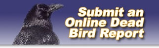 May contain: animal and bird