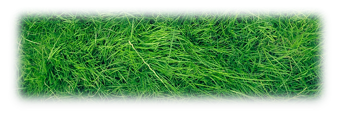 A patch of vibrant green grass encased in rounded, transparent glass.