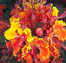 Bright orange and yellow flowers with intricate petals and red tendrils.