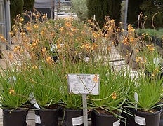 Potted plants with orange flowers on stems, displayed in rows, with a sign in the center.