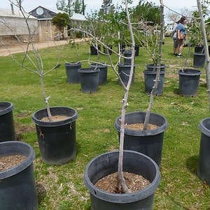 Young trees in large black pots arranged on grass, with a person in the background.