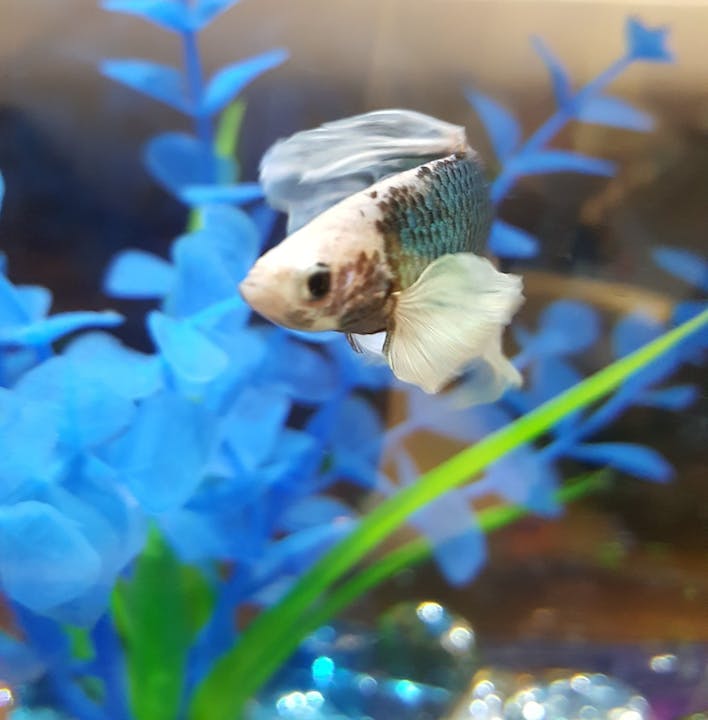 May contain: aquatic, water, animal, and fish